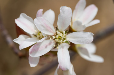 Spring Flower