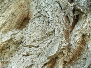  Wood texture for your design
