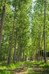The green forest receiving the sunlight in the morning