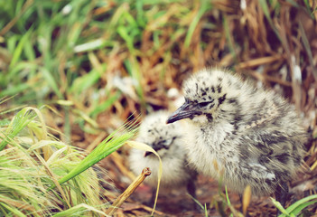 Möwe Vogel Küken