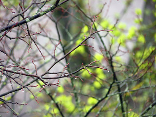 bird on branch