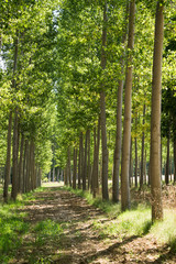 The green forest receiving the sunlight in the morning