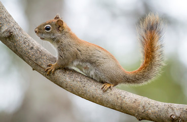 Red Squirrel