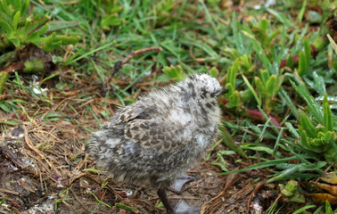 Möwe Vogel Küken