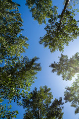 The green forest receiving the sunlight in the morning