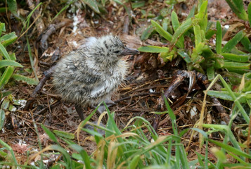 Möwe Vogel Küken
