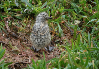 M&ouml;we Vogel K&uuml;ken