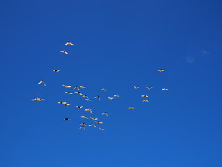 flock of white doves flies in the blue sky