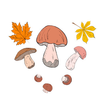 Set of edible mushrooms in cartoon flat style
