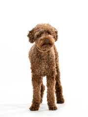 Australian labradoodle dog portrait isolated on white, studio shot. Copy space.