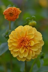 yellow flower dahlia, green background
