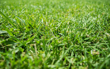 Rasenbeschaffenheit des grünen Grases