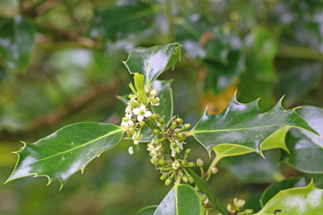 Holly bush in flower