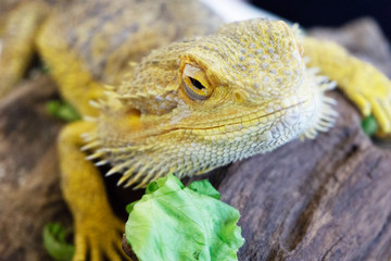 An iguana on display in a birds and wildlife exhibition show. It can be classed as a lizard or a reptile.