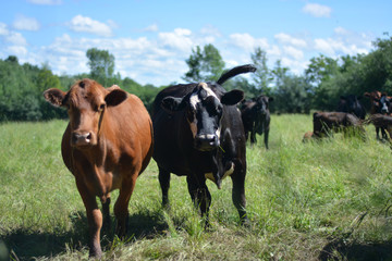 Fototapeta premium Happy Cow