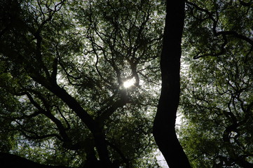 Jardim Japonês de Buenos Aires