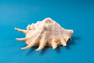 Obraz na płótnie Canvas Big sea shell isolated on blue background.