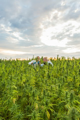 Fototapeta na wymiar Two people observing CBD hemp plants on marijuana field and writing results in tablet