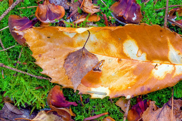 france, chevreuse valley : leaves in forest