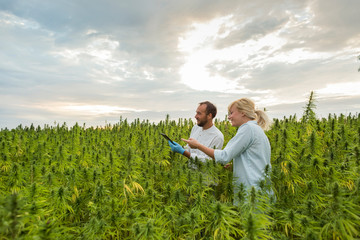 Two people on CBD hemp plants field showing growth.