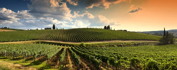 Tuinposter prachtige wijngaard op het Toscaanse platteland bij zonsondergang met bewolkte hemel in Italië. © Dan74