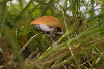 Edible boletus mushroom with a red hat grows in the grass in the forest. The body of the fungus is corrupted by mushroom worms.