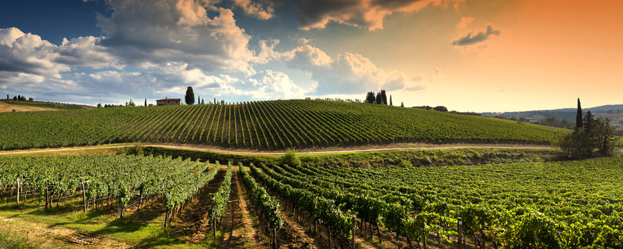 beautiful vineyard in tuscan countryside at sunset with cloudy sky in Italy.