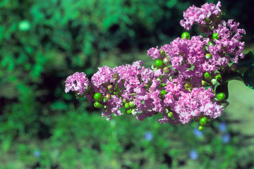 Obraz premium purple flowers in the garden