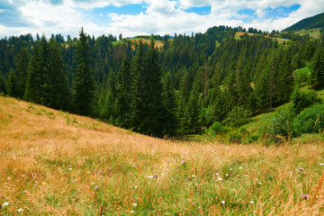 Spruces on hills - beautiful summer landscape, cloudy sky at bright sunny day. Carpathian mountains. Ukraine. Europe. Travel background.