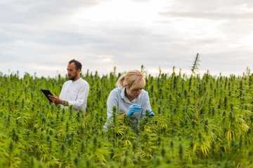 Naklejka na ściany i meble Two people observing CBD hemp plants on marijuana field and writing results in tablet