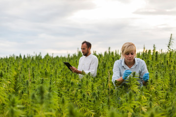 Naklejka na ściany i meble Two people observing CBD hemp plants on marijuana field and writing results in tablet
