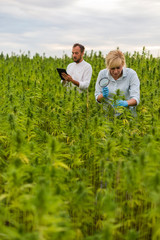 Naklejka na ściany i meble Two people observing CBD hemp plants on marijuana field with magnifying glass, and taking notes in tablet