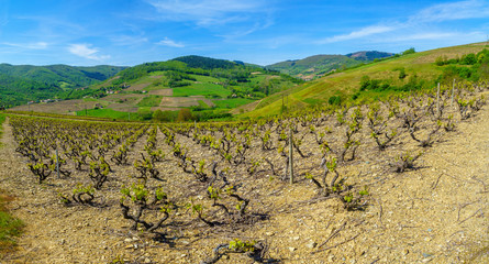 Fototapeta na wymiar Panoramic landscape of vineyards and countryside in Beaujolais