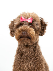 Funny dog picture. Australian labradoodle posing with bow or tie, isolated on white. Humor, copy space. dog card concept image.