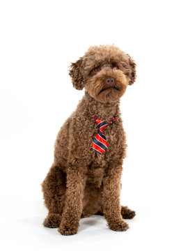 Funny dog picture. Australian labradoodle posing with bow or tie, isolated on white. Humor, copy space. dog card concept image.