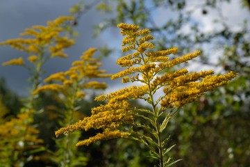 Yellow flowers of Solidago virgaurea (European goldenrod or woundwort). It is a medicinal and decorative plant.