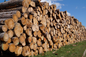 Großer Holzstapel im Wald