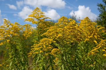 Yellow flowers of Solidago virgaurea (European goldenrod or woundwort). It is a medicinal and decorative plant.