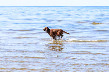 dog irish setter running in the water having fun on the beach on nice summer day