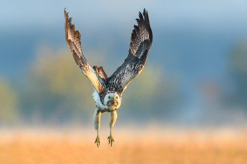 Common Buzzard/Flight over the meadow