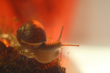 snail  