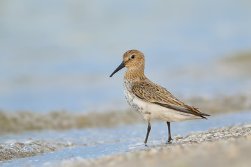 Dunlin/Searching for food on the beach