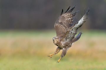 Common Buzzard/Flight over the meadow