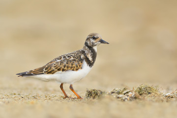Ruddy Turnstone/Searching for food on the beach