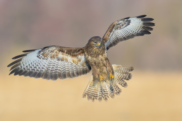 Common Buzzard/Flight over the meadow
