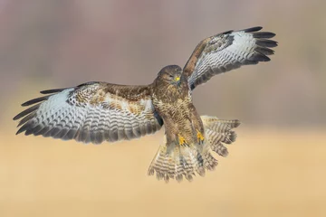 Tableau sur aluminium  Common Buzzard/Flight over the meadow  © Rafa