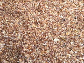 Ocean beach closeup consisting of many small shells