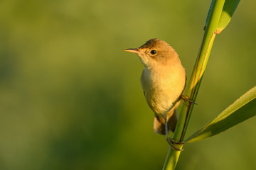 Eurasian Reed-Warbler/Sitting on a cane