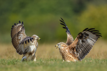 Red Kite vs Common Buzzard/on the meadow