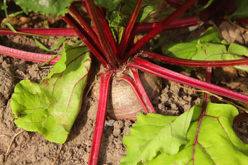 Fresh ripe beets in the garden. Close-up. Background.